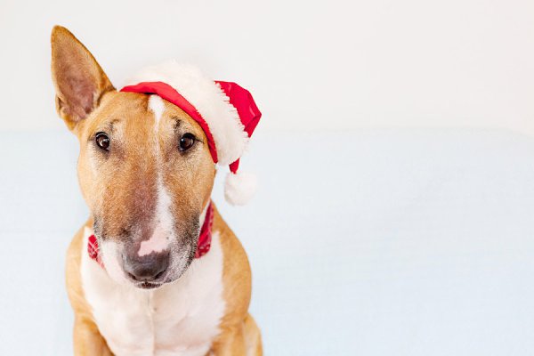 Любимый Буле-Городок, с Рождеством Христовым! Здоровья вам и вашим булочкам, мира вашим семьям!