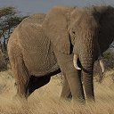 ���� Aleks, ����� ������� - ��������� 13 ������� 2015 � ������ �Elephants�
