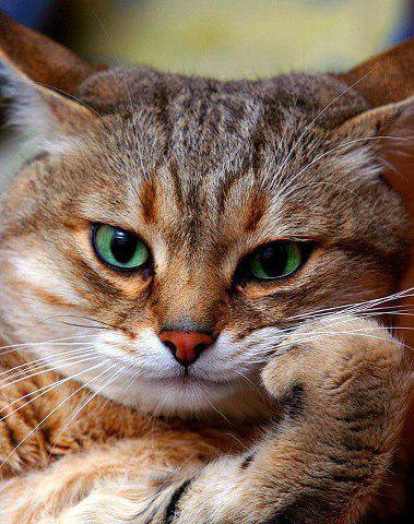 Приходит новый русский к священнику: - Батюшка, надо кота отпеть! - Нет, сын мой, не положено. - А ...