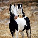 ���� Aleks, ����� ������� - ��������� 12 ������� 2015 � ������ �HORSES�