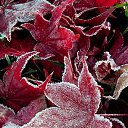  ••,  -  15  2015   