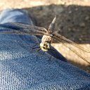 ���� �����, ������������, 55 ��� - ��������� 24 ������� 2015 � ������ �������� ������