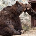  , -, 51  -  15  2016     ?