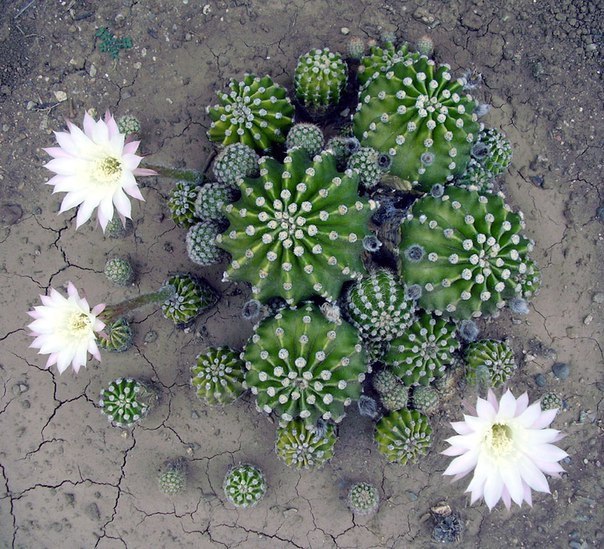   (Echinopsis oxygona)