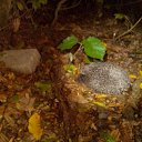 ���� Volodislav, ����������, 45 ��� - ��������� 20 ������� 2015 � ������ ���� ����������