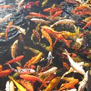 �������� �� ������� ������ ��������