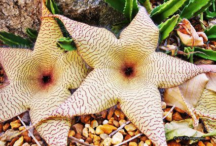 Starfish Flower Cactus.