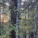 ���� ������, ������������, 43 ���� - ��������� 3 ������� 2015 � ������ ���� ����������