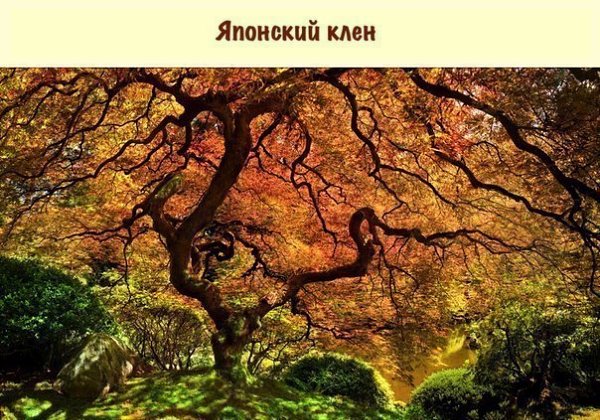 Вы сомневаетесь, что эти деревья растут на нашей планете? А зря. - 7