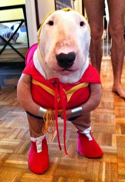 Всех булемам и булепап, а также всех любителей породы у кого бультерьера еще нет, с окончанием ...