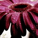 ���� �����, �����-��������� - ��������� 5 ������� 2016 � ������ ���� ����������