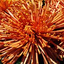 ���� Aleksey, ���������, 44 ���� - ��������� 17 ������ 2015 � ������ ������������