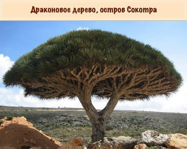 Вы сомневаетесь, что эти деревья растут на нашей планете? А зря. - 6