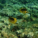  , , 59  -  16  2015    Ż