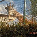���� Tomusya, ������ �����, 70 ��� - ��������� 25 �������� 2015 � ������ ���� ������� ����������