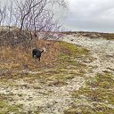  Skoj,  -  2  2016   --2015-16.