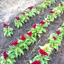 ���� ������, ����������, 81 ��� - ��������� 27 ������ 2015 � ������ �2015�