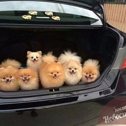 ���� �������, �����������, 41 ��� - ��������� 13 ������� 2016