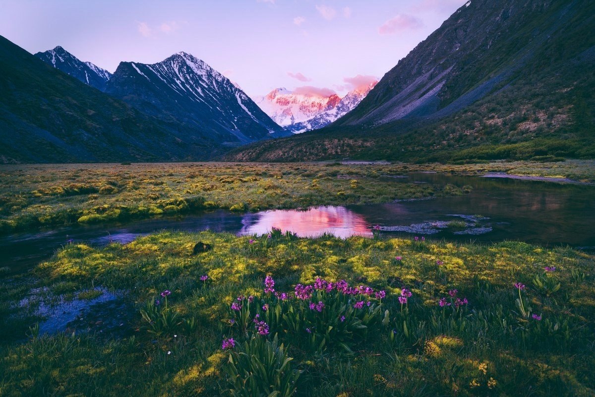 Алтай тай. Горный Алтай бескрайние горы. Пейзаж горный Алтай Белуха. Альпийские Луга в горах Белухи. Горный Алтай Юстыд.