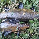 ���� Anatolij, ��������, 78 ��� - ��������� 27 ������� 2015 � ������ ���� ����������