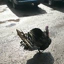  ˸, - -  29  2016   )))