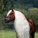 ���� Aleks, ����� ������� - ��������� 12 ������� 2015 � ������ �HORSES�