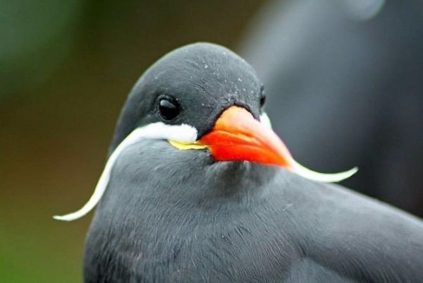 ��� ����� - ������-���� (���. Larosterna inca) - 4