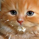  ,  , 63  -  19  2016    