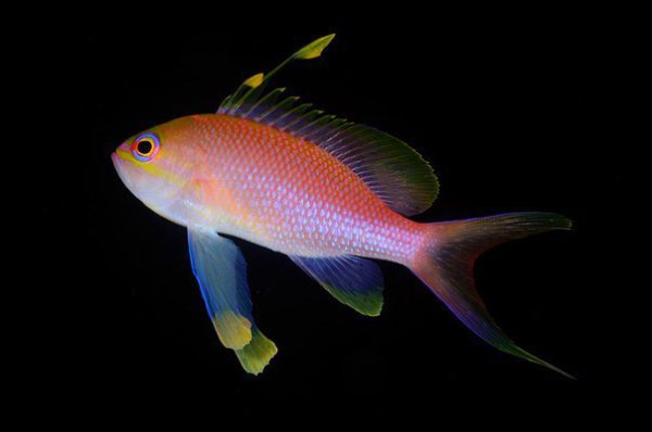   Anthias anthias