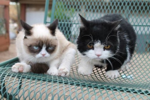 Grumpy Cat -   .