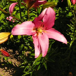 �����, �������, 59 ���