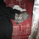 ���� Princesse, �����������, 35 ��� - ��������� 19 ������� 2015 � ������ ���� ����������