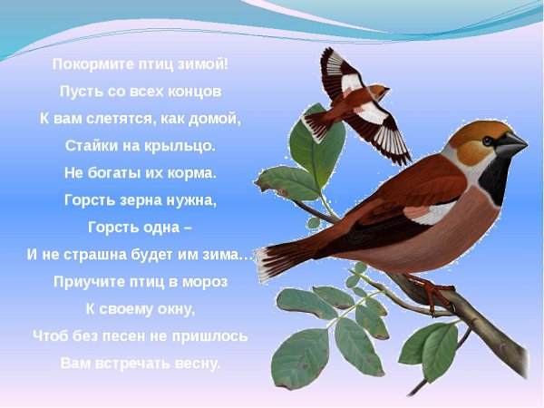 Каждое утро насыпаю в кормушку за окном пшено и хлебные крошки. На улице мороз -20, и птицы ...
