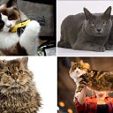 ���� Viktor, ����� - ��������� 20 ������ 2015 � ������ �1234�