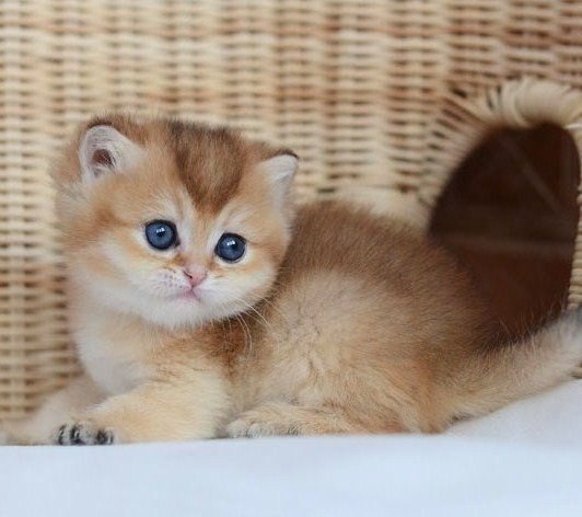  ^^.#animal@travel.blog - 3