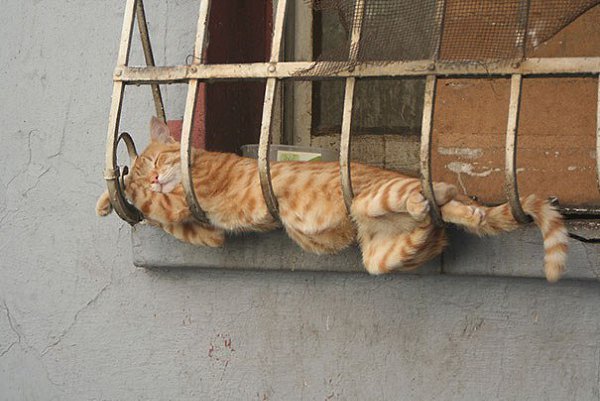 Фотографии, доказывающие, что коты могут спать где угодно))) - 5