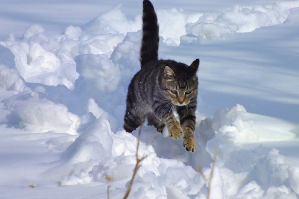 Snow Jumping.