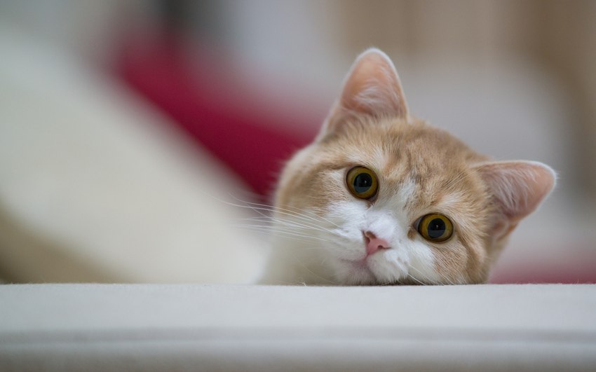 CATS OF ALL - 16  2015  14:19
