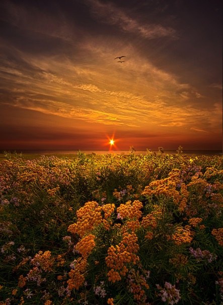  Phil Koch. - 6