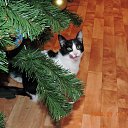 ���� ������, ���������, 51 ��� - ��������� 3 ������ 2016 � ������ ���� ����������