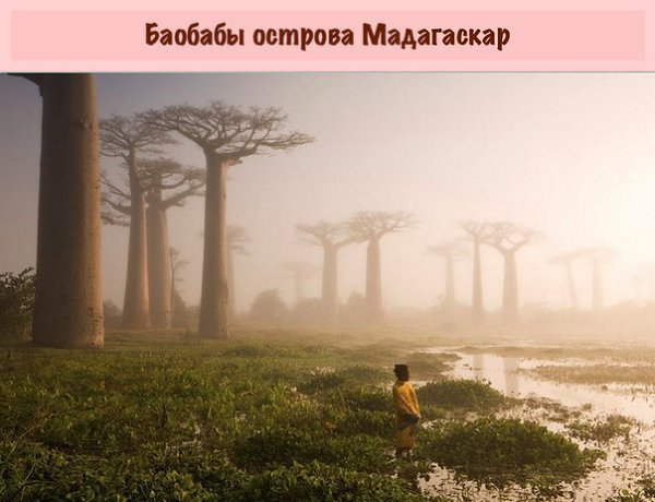 Вы сомневаетесь, что эти деревья растут на нашей планете? А зря. - 4
