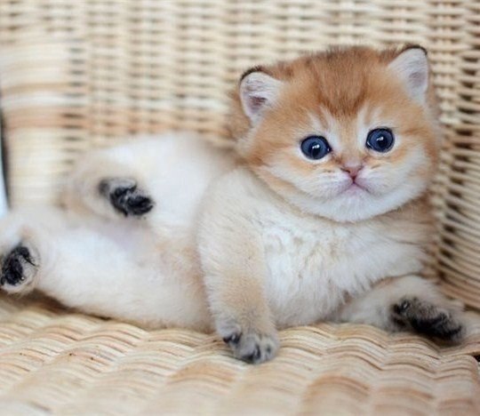  ^^.#animal@travel.blog - 4