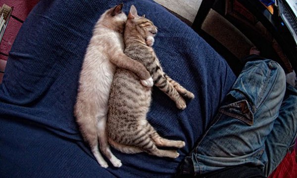 Фотографии, доказывающие, что коты могут спать где угодно))) - 6