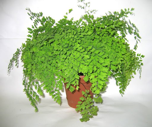    (capillus-veneris)        , ...