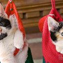 ���� ������, �����-��������� - ��������� 11 ������ 2016 � ������ ���� ����������