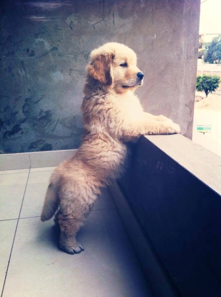   ,   ? #animal@travel.blog