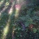 ���� Svetlana, ��������, 57 ��� - ��������� 2 ������� 2016 � ������ ��������