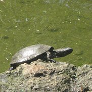 ������, 36 ���, �������