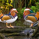 ���� ������, ������, 65 ��� - ��������� 16 ������� 2016 � ������ ������ ��������