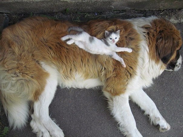 , ,         =^.^= - 7